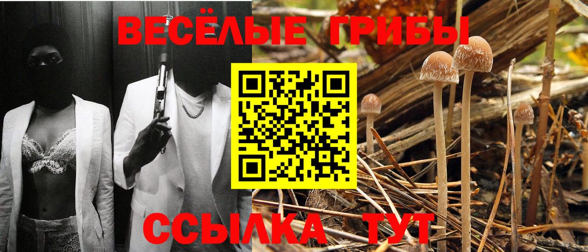 купить  сайты  Вход с VPN  Минусинск  Галлюциногенные грибы Psilocybe 